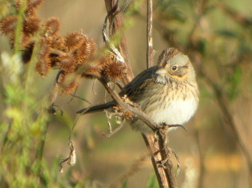 Lincoln's Sparrow