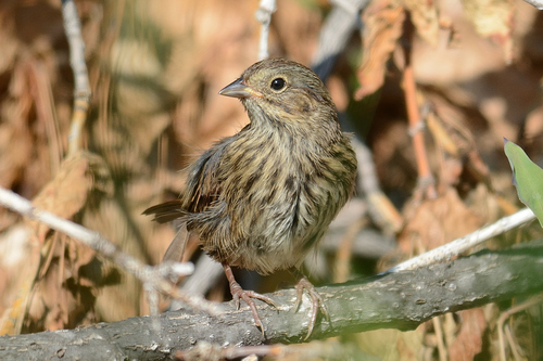 Lincoln's Sparrow
