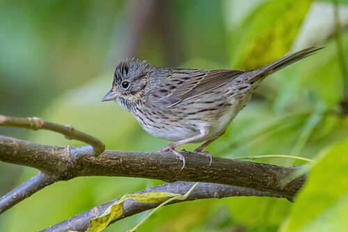 Lincoln's Sparrow