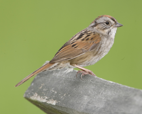 Swamp Sparrow