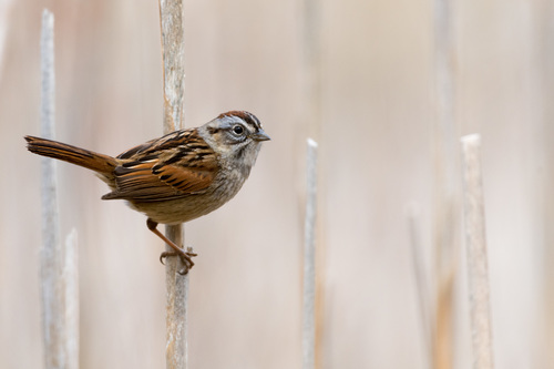 Swamp Sparrow