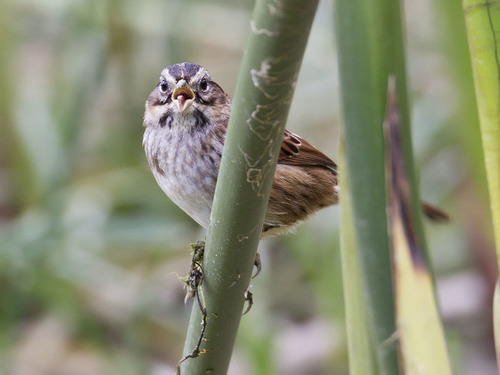 Swamp Sparrow