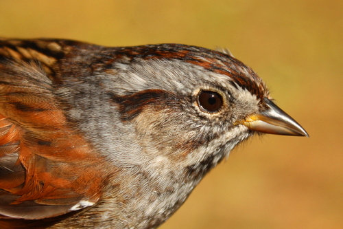 Swamp Sparrow