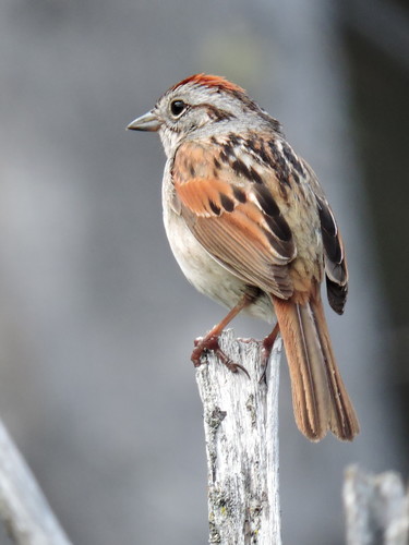 Swamp Sparrow