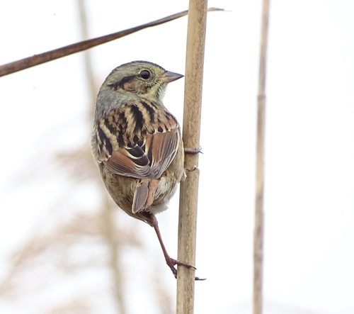 Swamp Sparrow