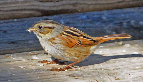 Swamp Sparrow