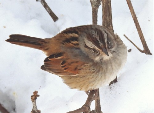 Swamp Sparrow