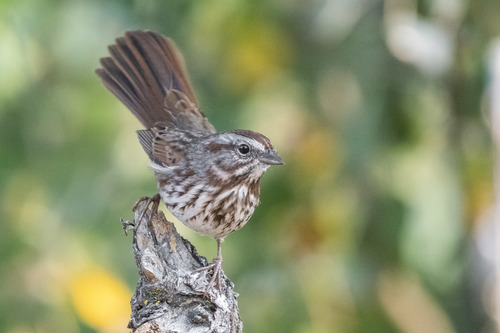 Song Sparrow