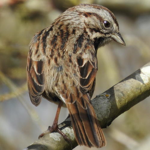Song Sparrow