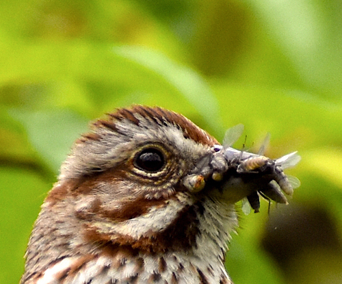 Song Sparrow