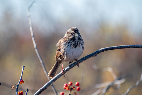 Song Sparrow