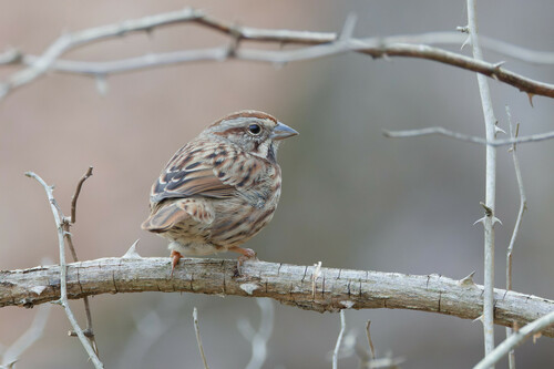 Song Sparrow