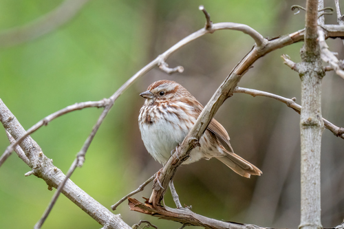Song Sparrow