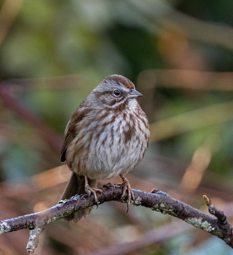 Song Sparrow
