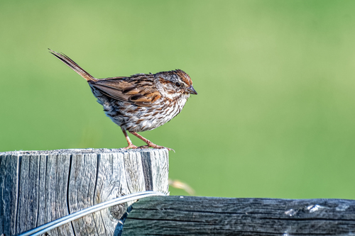 Song Sparrow