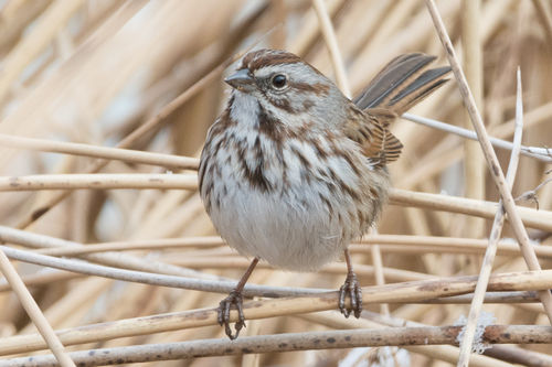 Song Sparrow