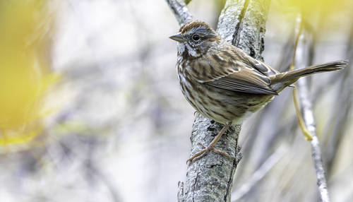 Song Sparrow