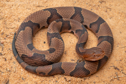 Eastern Copperhead