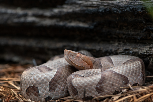 Eastern Copperhead