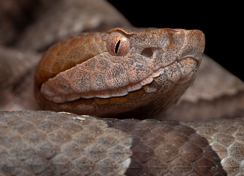 Eastern Copperhead