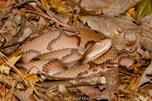 Eastern Copperhead