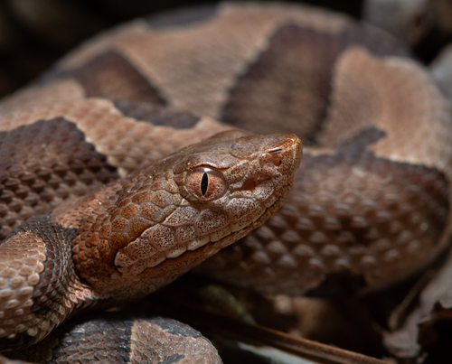Eastern Copperhead