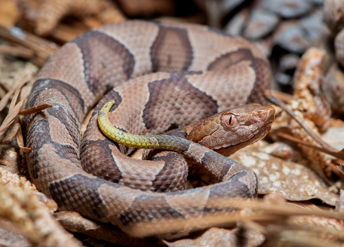 Eastern Copperhead