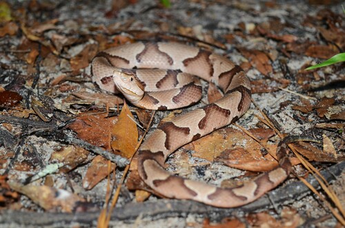 Eastern Copperhead