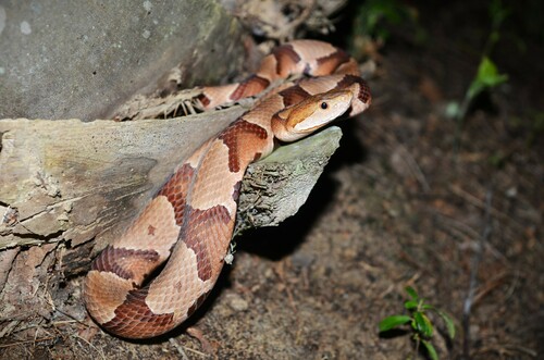 Eastern Copperhead