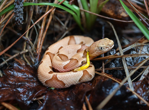Eastern Copperhead