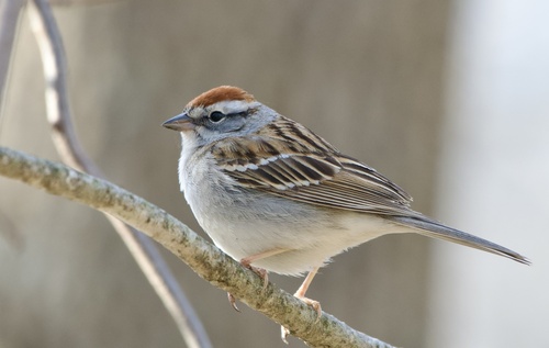 Chipping Sparrow