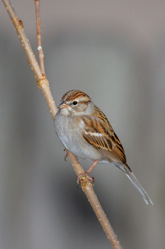 Chipping Sparrow