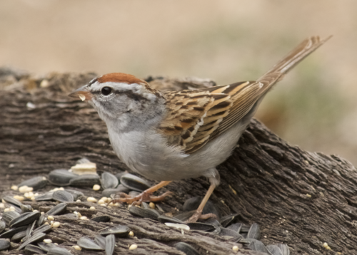 Chipping Sparrow