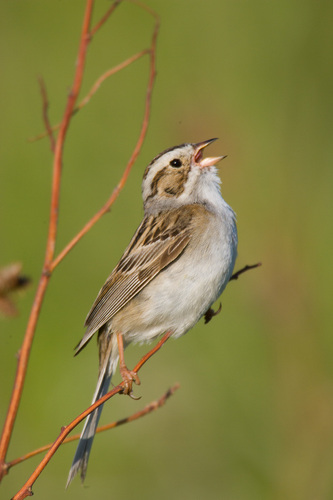 Clay-colored Sparrow