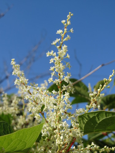 Japanese knotweed