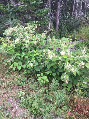 Japanese knotweed