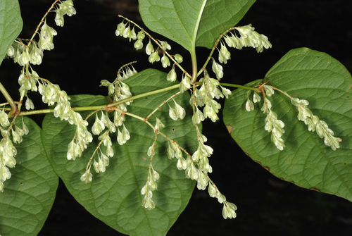 Japanese knotweed