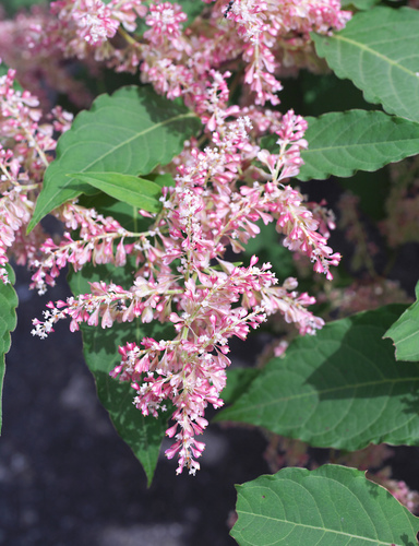 Japanese knotweed