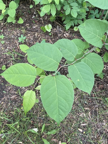 Japanese knotweed