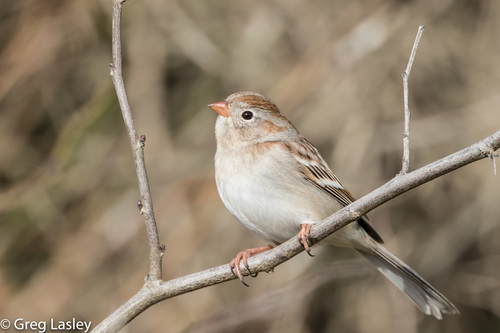 Field Sparrow