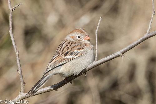 Field Sparrow