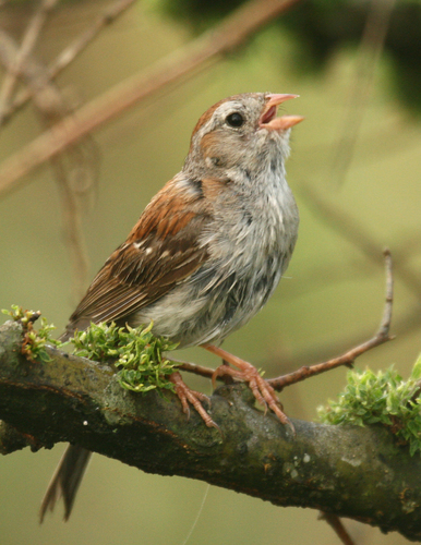 Field Sparrow