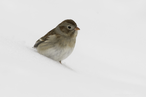 Field Sparrow