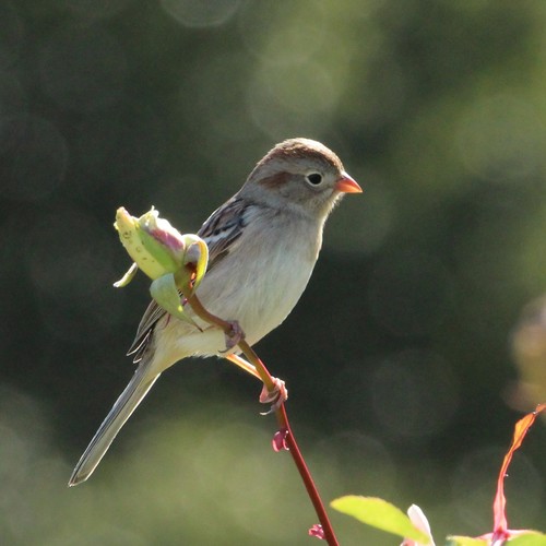Field Sparrow