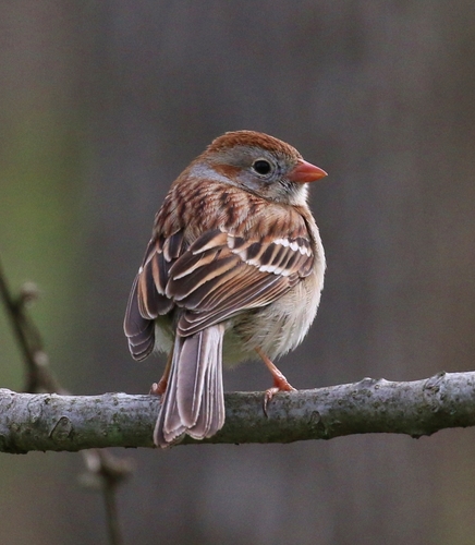 Field Sparrow