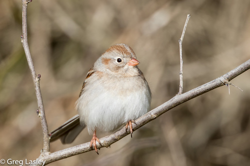 Field Sparrow