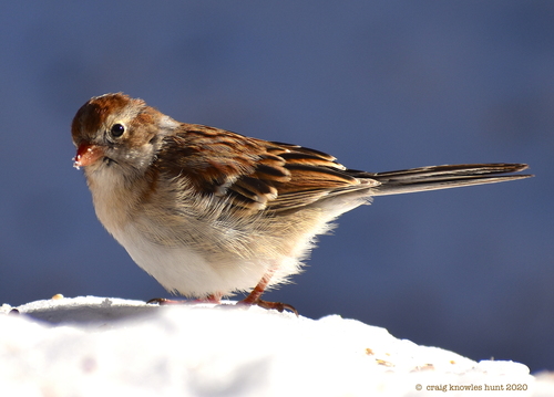 Field Sparrow