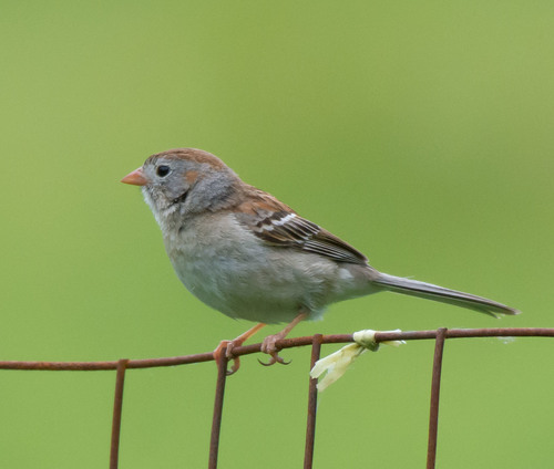 Field Sparrow