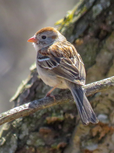 Field Sparrow