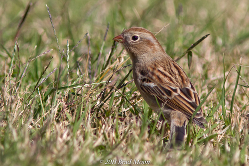Field Sparrow